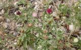 Centaurea pallescens