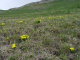 Caltha polypetala