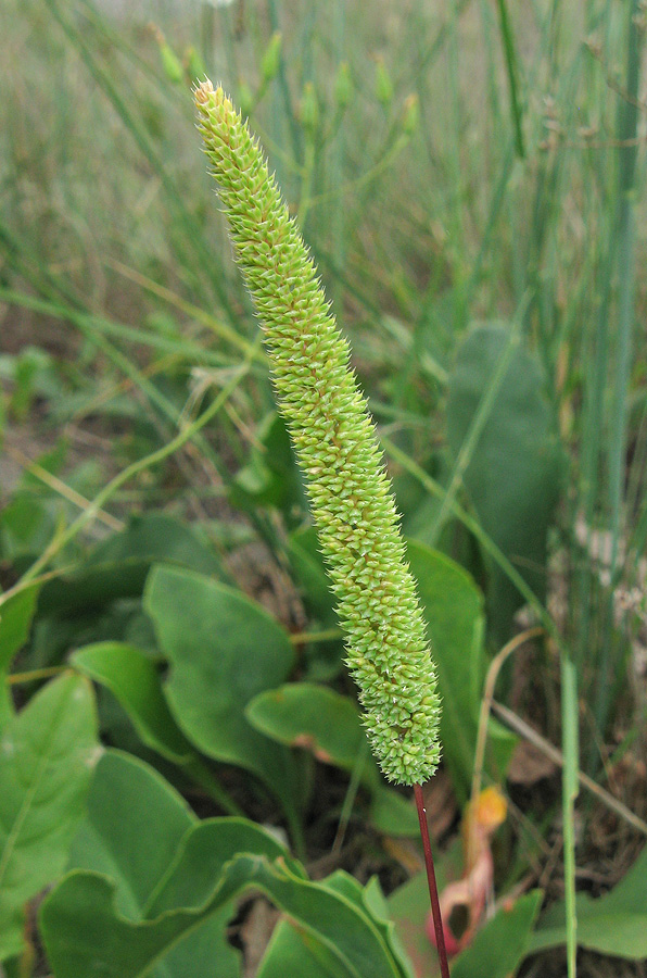 Image of genus Phleum specimen.