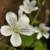 Cerastium pauciflorum