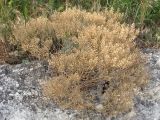 Odontarrhena subalpina