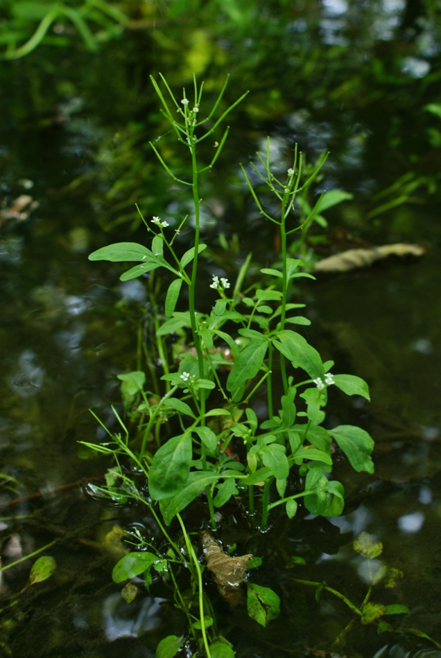 Image of Cardamine regeliana specimen.