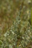 Artemisia austriaca. Побег. Молдова, Криулянский р-н, окр. с. Слободзея-Дужка, пойма р. Днестр. 12.07.2014.