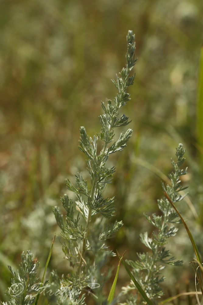 Image of Artemisia austriaca specimen.