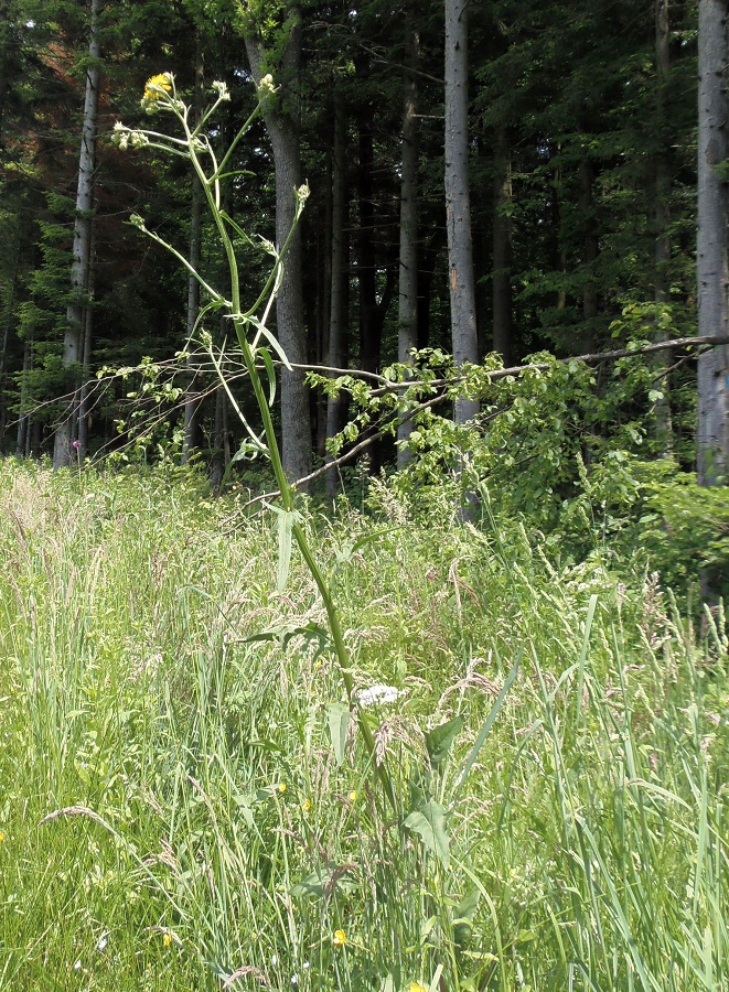 Image of Crepis biennis specimen.