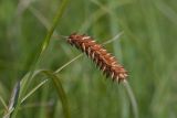 Carex vesicaria. Часть побега с соплодием. Ленинградская обл., Волосовский р-н, окр. дер. Большое Заречье, травяное болото на известняке. 26.07.2014.