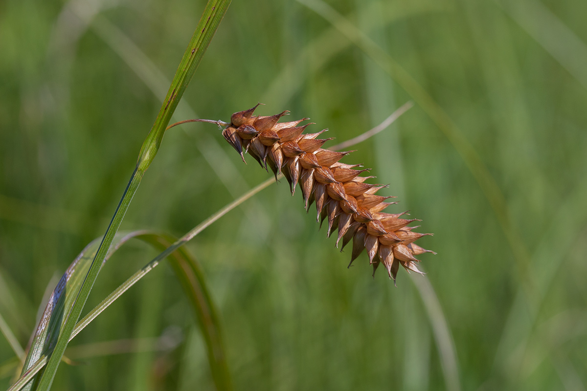 Изображение особи Carex vesicaria.