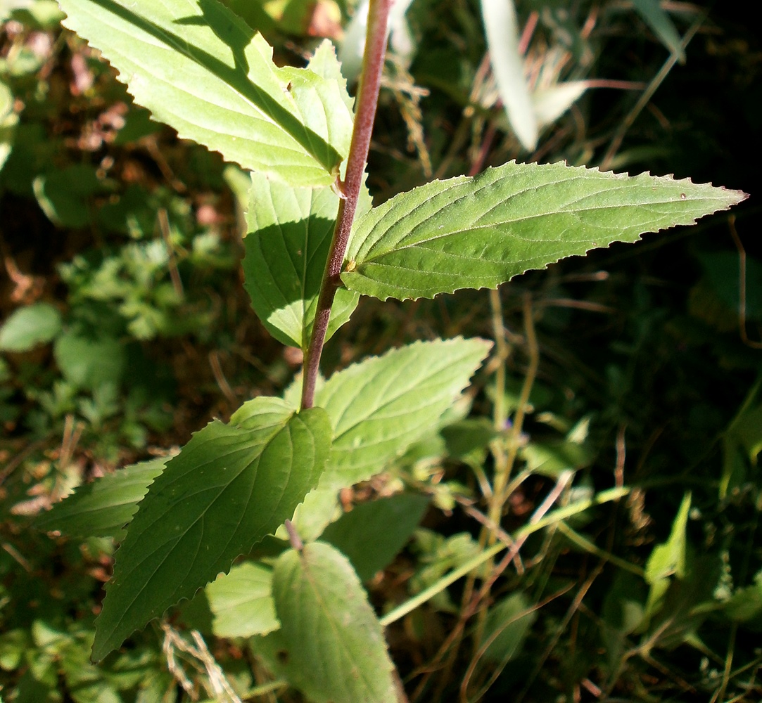 Image of genus Epilobium specimen.