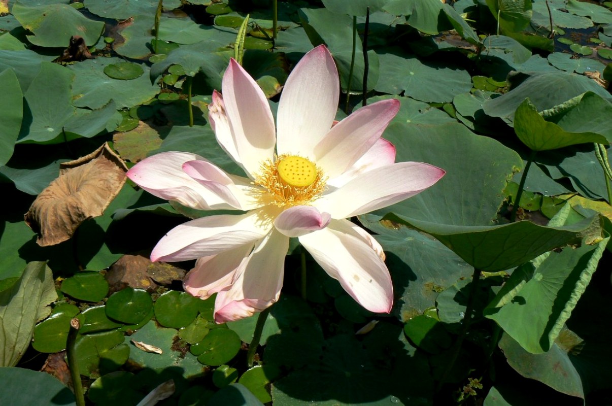 Изображение особи Nelumbo nucifera.