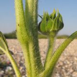 Helianthus annuus. Часть веточки с развивающимся пазушным генеративным побегом. Краснодарский край, м/о Анапа, окр. станицы Благовещенская, Витязевский лиман, коса Голенькая, ракушечный пляж. 09.08.2014.