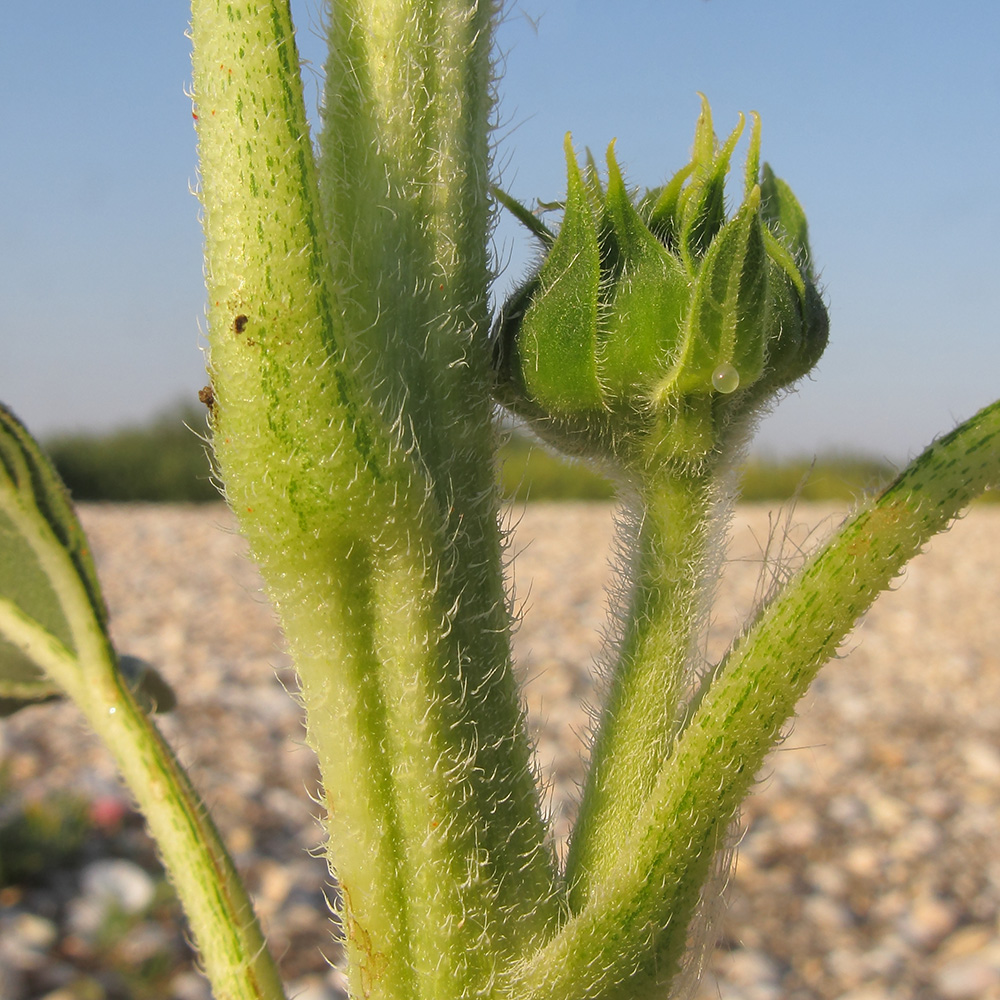 Image of Helianthus annuus specimen.