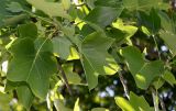 Liriodendron tulipifera. Листья. Германия, г. Дюссельдорф, Ботанический сад университета. 03.07.2014.