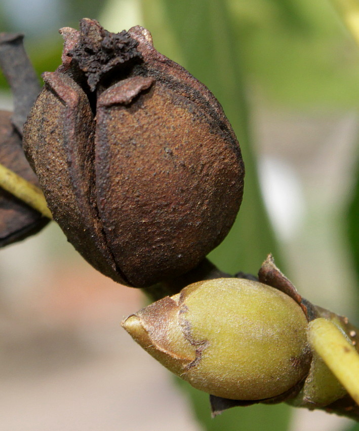 Изображение особи Carya ovata.