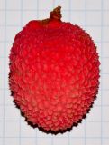 Litchi chinensis
