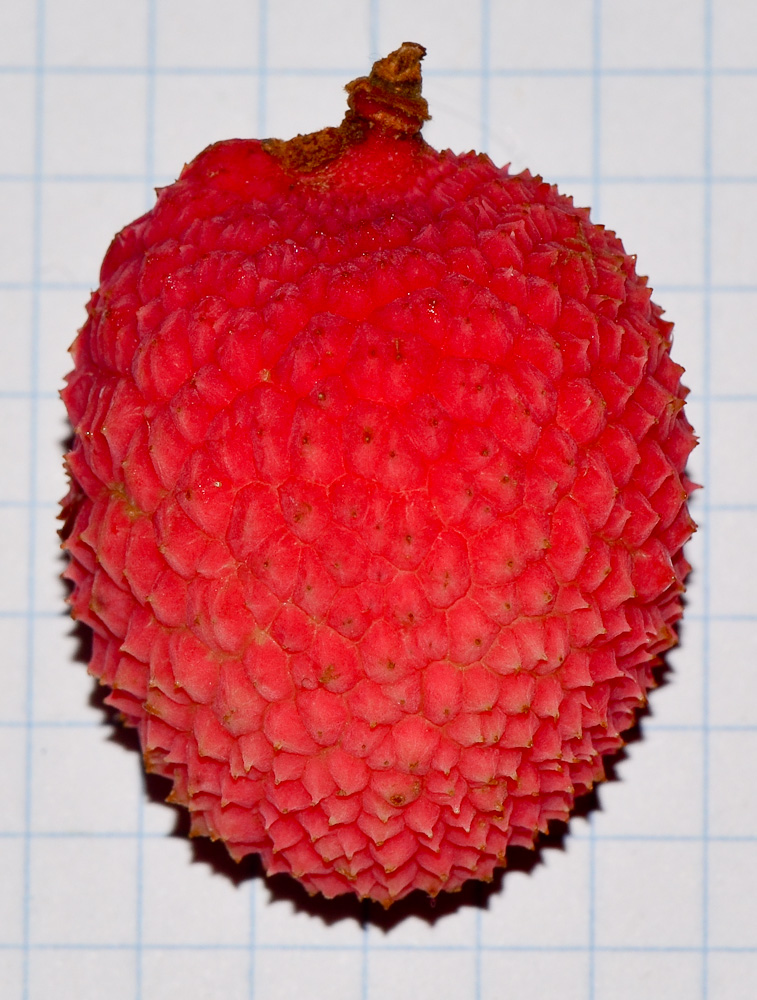 Изображение особи Litchi chinensis.