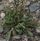 Limonium virgatum