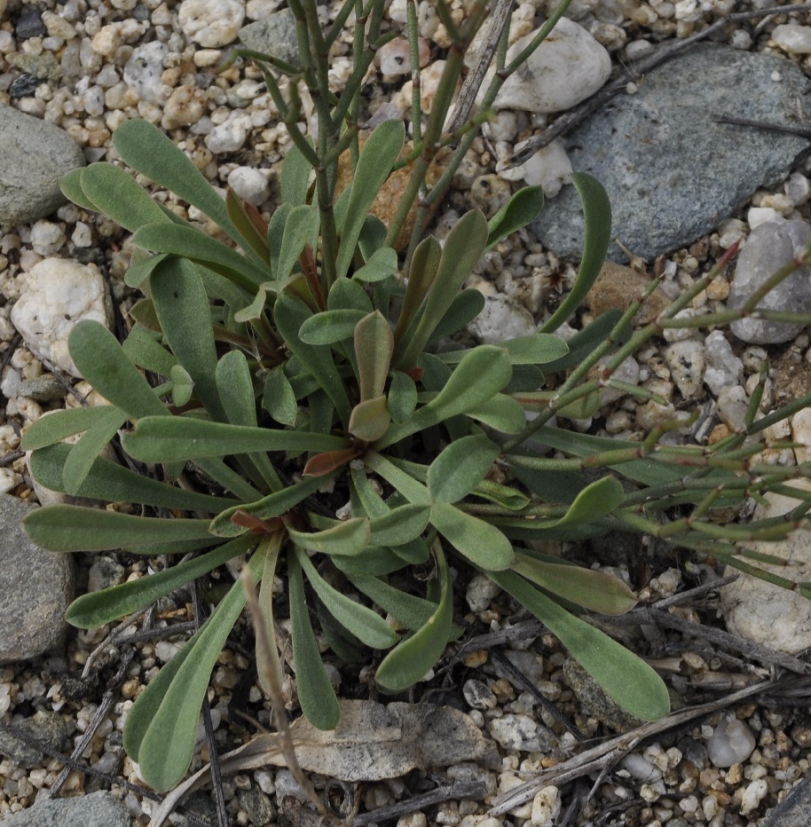 Изображение особи Limonium virgatum.