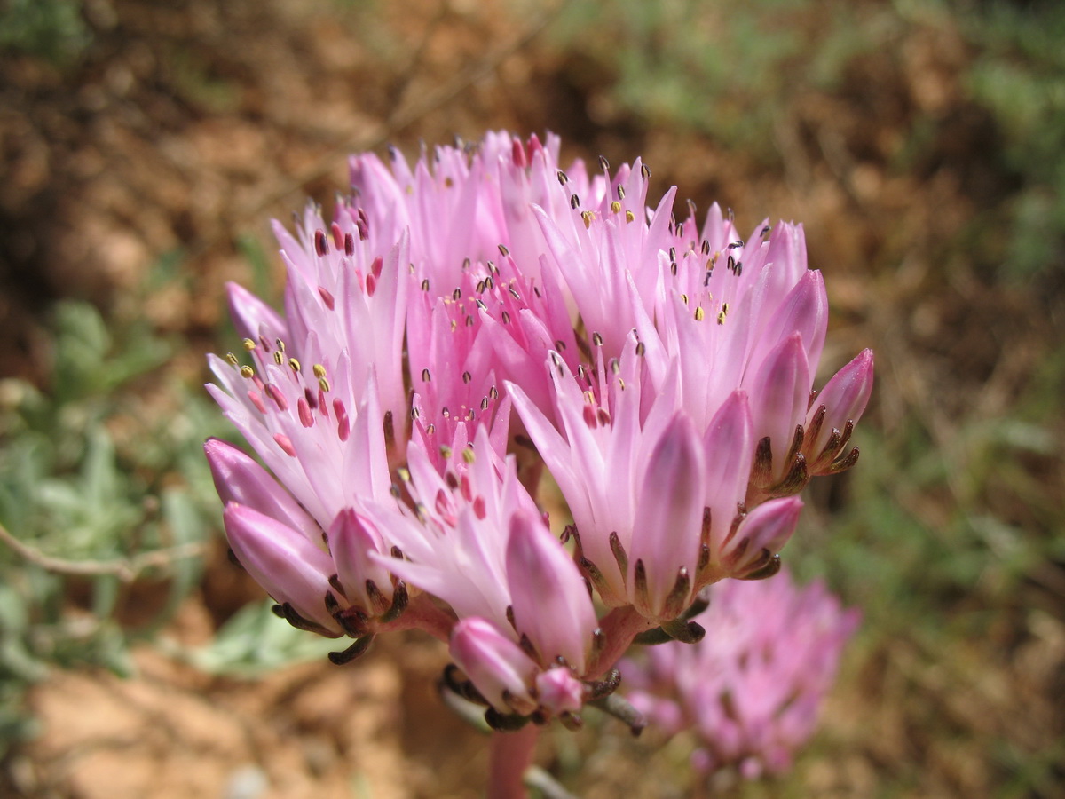 Изображение особи Pseudosedum lievenii.