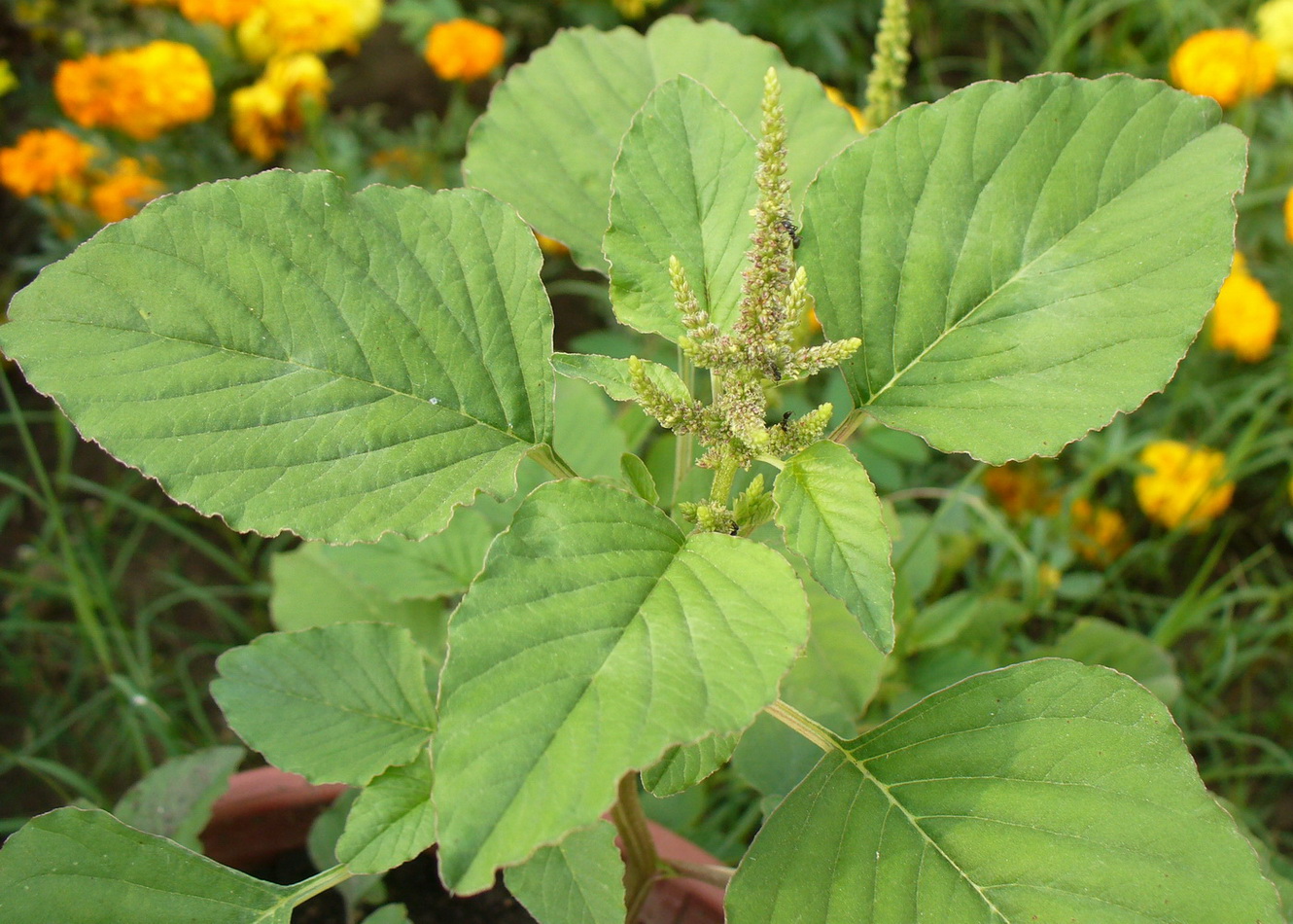 Image of genus Amaranthus specimen.