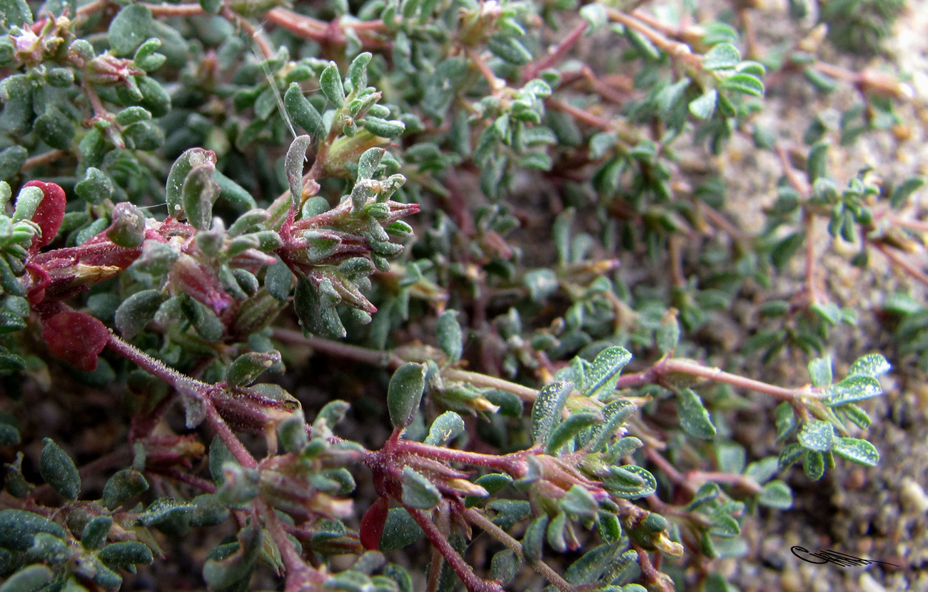 Image of Frankenia pulverulenta specimen.