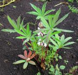 Lupinus &times; regalis