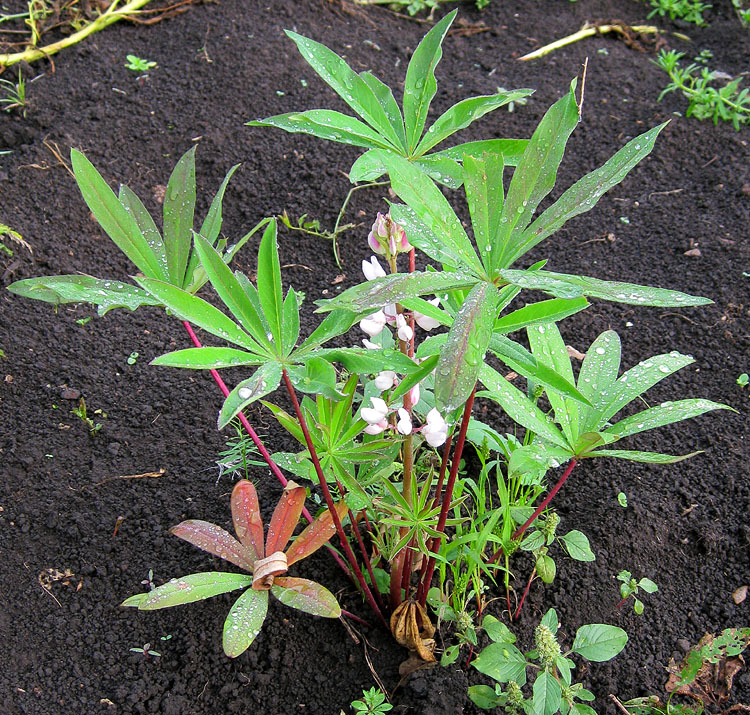 Изображение особи Lupinus &times; regalis.