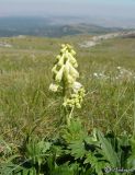 Aconitum lasiostomum