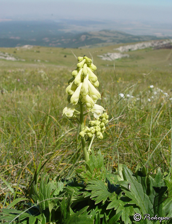 Image of Aconitum lasiostomum specimen.