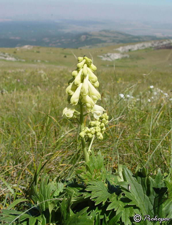 Изображение особи Aconitum lasiostomum.