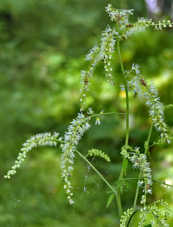 Image of Cimicifuga foetida specimen.