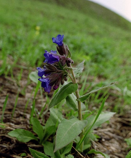 Изображение особи Pulmonaria mollis.