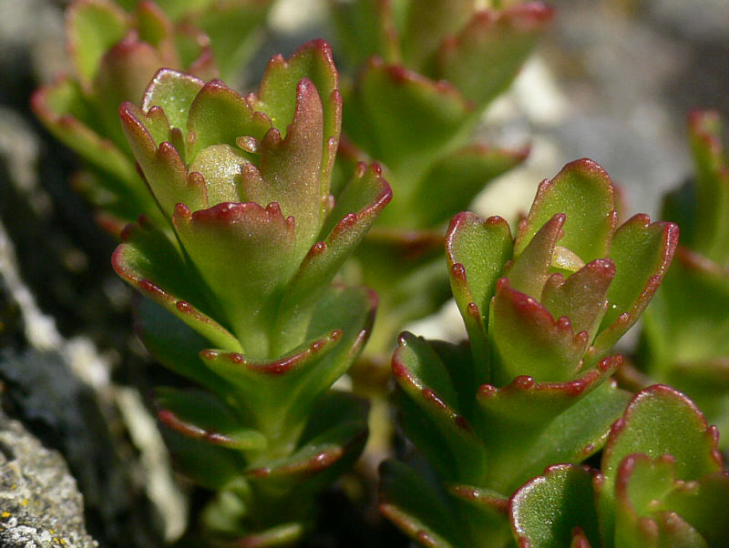 Image of Aizopsis kamtschatica specimen.