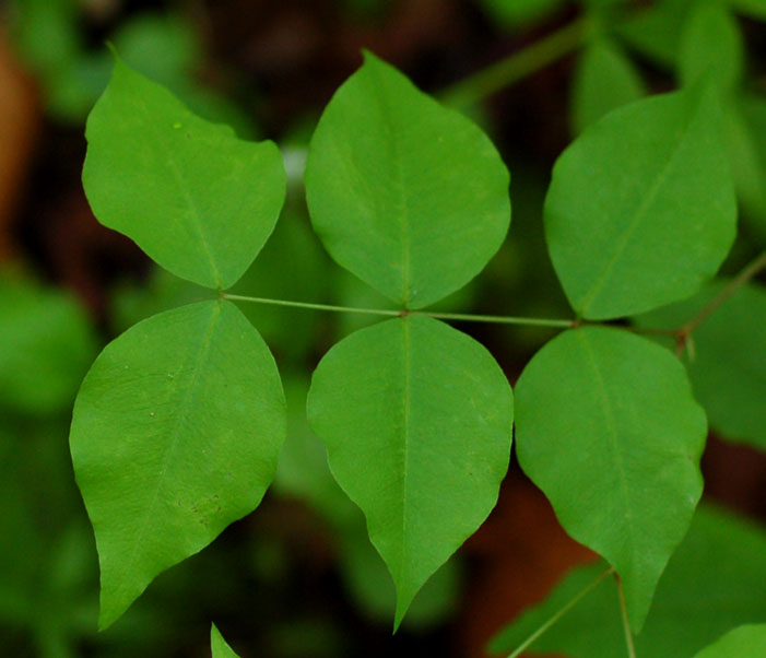 Изображение особи Vicia subrotunda.