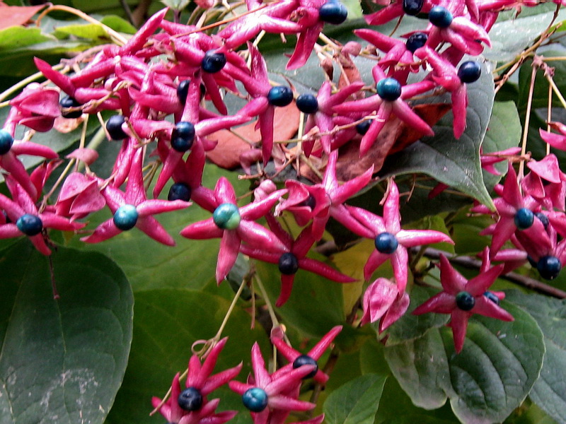 Image of Clerodendrum trichotomum specimen.