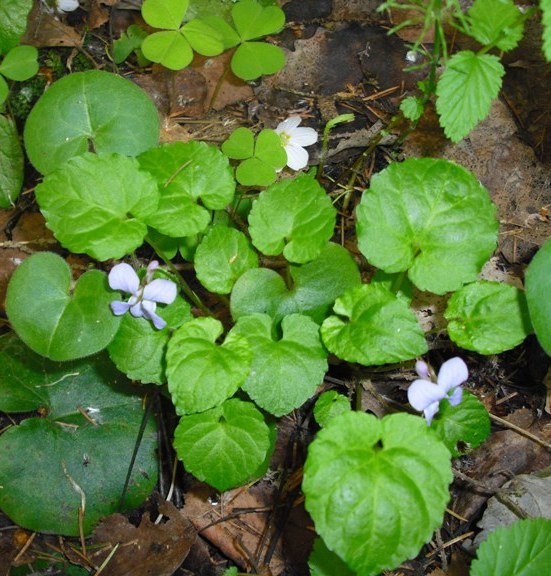 Image of Viola selkirkii specimen.