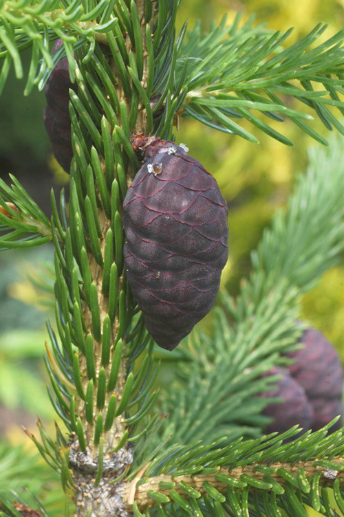 Image of Picea omorika specimen.