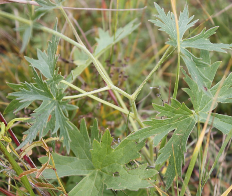 Image of Delphinium laxiflorum specimen.