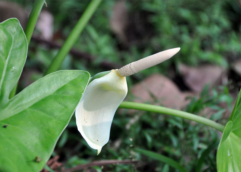 Image of Alocasia decipiens specimen.