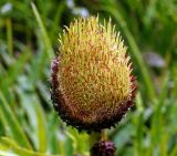 Cirsium heterophyllum. Аномальное соцветие. Московская обл., Раменский р-н, окр. ж.-д. платформы Хрипань, просека под ЛЭП. 19.06.2015.