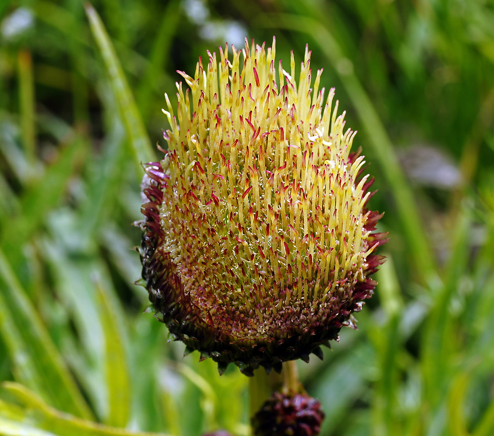 Изображение особи Cirsium heterophyllum.