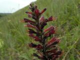 Echium russicum