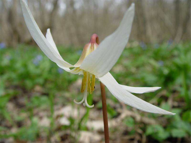 Image of Erythronium caucasicum specimen.