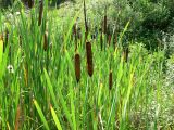 род Typha