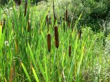 genus Typha. Плодоносящие растения. Краснодарский край, Сочи, окр. Хосты, сырое рудеральное место. 14.07.2015.