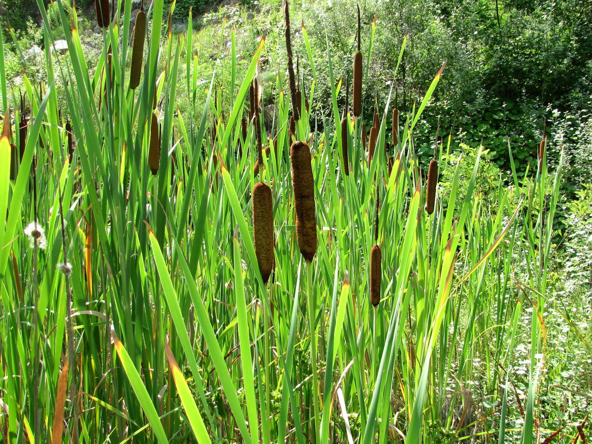 Image of genus Typha specimen.