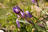 Iris glaucescens. Побег с цветком и бутонами. Казахстан, Восточно-Казахстанская обл, река Кальджир, 4-е ущелье, плато над рекой. Начало мая 2013 г.