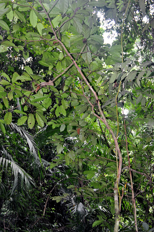 Image of Ficus fistulosa specimen.