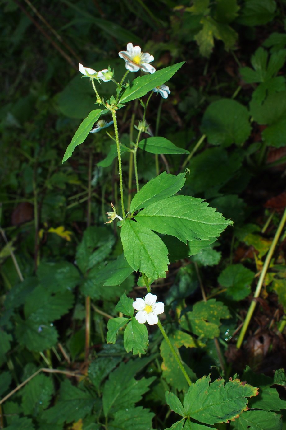 Изображение особи Potentilla elatior.