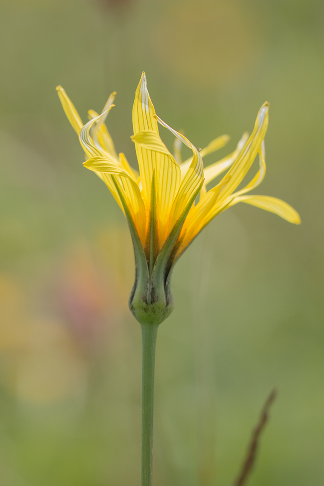 Image of Tragopogon reticulatus specimen.