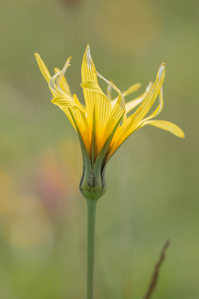 Изображение особи Tragopogon reticulatus.